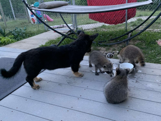 Illustration de l'article : Cette belle amitié entre un chien et des ratons laveurs fera fondre votre coeur ! (Vidéo)