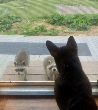 Illustration de l'article : Cette belle amitié entre un chien et des ratons laveurs fera fondre votre coeur ! (Vidéo)