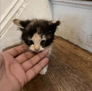 Illustration de l'article : En fouillant une poubelle, ce chaton errant et affamé gagne bien plus que des restes de nourriture