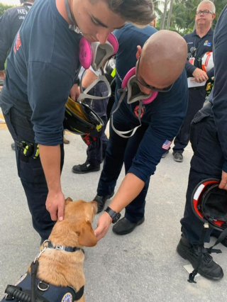 Illustration de l'article : L'acte de bonté incroyable pour rapatrier un chien de soutien émotionnel blessé dans les décombres de l'immeuble détruit en Floride