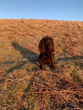 Illustration de l'article : Un chien disparaît après avoir suivi des randonneurs. Sa propriétaire inquiète le recherche pendant une semaine