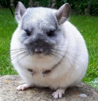 Illustration de l'article : 15 photos adorables de chinchillas doux et ronds