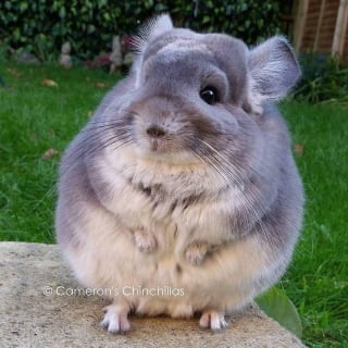 Illustration de l'article : 15 photos adorables de chinchillas doux et ronds