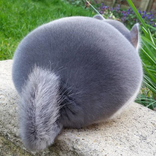 Illustration de l'article : 15 photos adorables de chinchillas doux et ronds