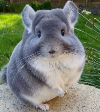 Illustration de l'article : 15 photos adorables de chinchillas doux et ronds