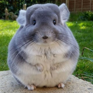 Illustration de l'article : 15 photos adorables de chinchillas doux et ronds