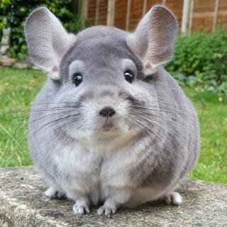 Illustration de l'article : 15 photos adorables de chinchillas doux et ronds