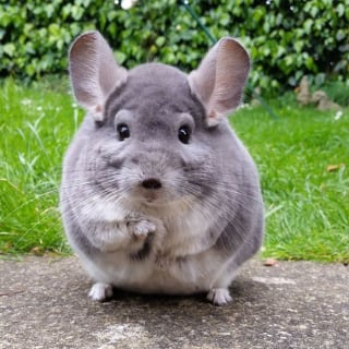 Illustration de l'article : 15 photos adorables de chinchillas doux et ronds