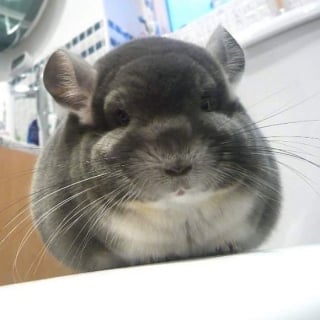 Illustration de l'article : 15 photos adorables de chinchillas doux et ronds