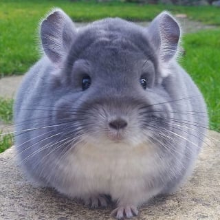 Illustration de l'article : 15 photos adorables de chinchillas doux et ronds