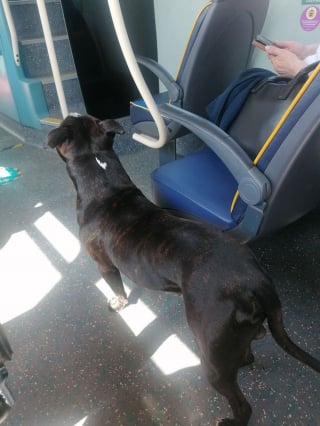 Illustration de l'article : Un chien se faufile dans un bus pendant que son maître sort les poubelles. L'homme découvre sa fuite sur Facebook !