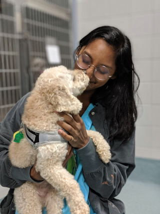 Illustration de l'article : Un chien gravement négligé pendant des années bénéficie d'une cure de jouvence bien méritée