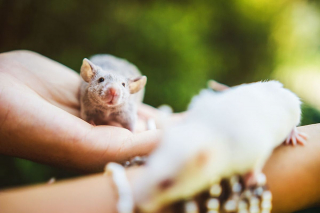 Illustration de l'article : Ces 15 rats et souris sauvés des laboratoires découvrent pour la première fois le monde extérieur