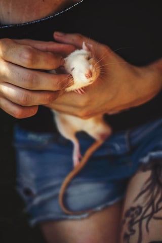 Illustration de l'article : Ces 15 rats et souris sauvés des laboratoires découvrent pour la première fois le monde extérieur