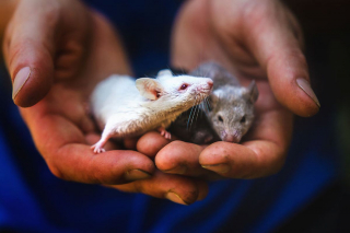 Illustration de l'article : Ces 15 rats et souris sauvés des laboratoires découvrent pour la première fois le monde extérieur