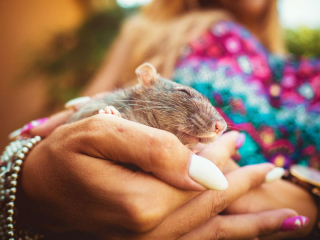 Illustration de l'article : Ces 15 rats et souris sauvés des laboratoires découvrent pour la première fois le monde extérieur