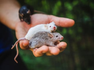 Illustration de l'article : Ces 15 rats et souris sauvés des laboratoires découvrent pour la première fois le monde extérieur