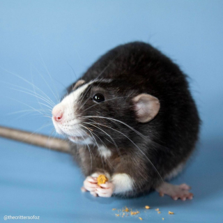 Illustration de l'article : 14 photos prouvant que les rats domestiques sont des compagnons charmants