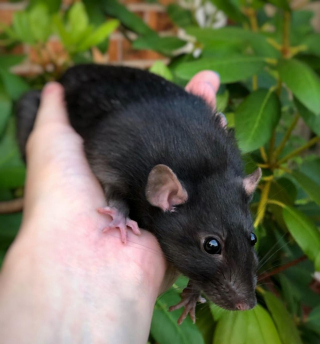 Illustration de l'article : 14 photos prouvant que les rats domestiques sont des compagnons charmants