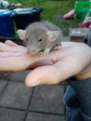 Illustration de l'article : 14 photos prouvant que les rats domestiques sont des compagnons charmants