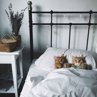 Illustration de l'article : 20 photos attendrissantes de chats bien installés sous la couverture