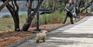 Illustration de l'article : La folle course-poursuite des agents pour récupérer un chien perdu et effrayé