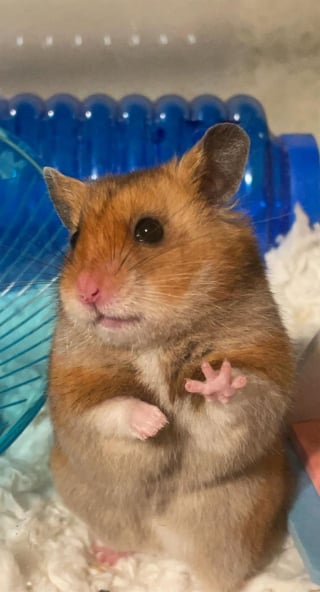 Illustration de l'article : Ces 17 hamsters sont d'adorables compagnons au quotidien