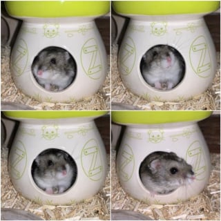 Illustration de l'article : Ces 17 hamsters sont d'adorables compagnons au quotidien