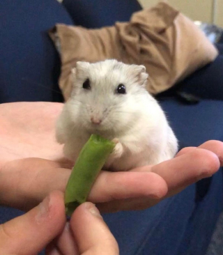 Illustration de l'article : Ces 17 hamsters sont d'adorables compagnons au quotidien