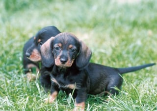 Illustration de l'article : Ces 10 chiots sont les plus mignons que vous ayez jamais vus