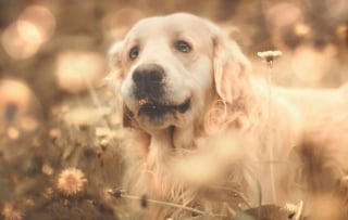 Illustration de l'article : 17 portraits d'animaux de compagnie sublimés par l'effet sépia