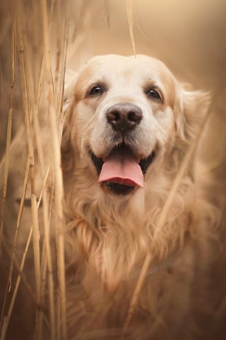 Illustration de l'article : 17 portraits d'animaux de compagnie sublimés par l'effet sépia