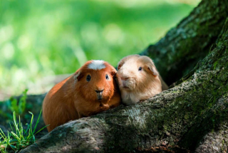 Illustration de l'article : Ces 17 magnifiques photos de cochons d'Inde égaieront votre journée