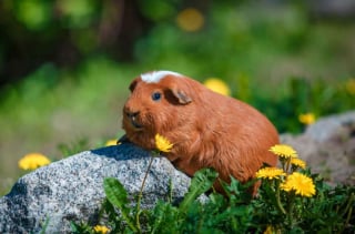 Illustration de l'article : Ces 17 magnifiques photos de cochons d'Inde égaieront votre journée