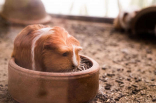 Illustration de l'article : Ces 17 magnifiques photos de cochons d'Inde égaieront votre journée