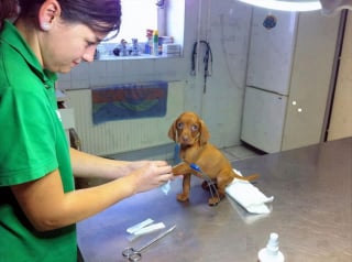 Illustration de l'article : 20 chiots et chatons découvrant le vétérinaire pour la première fois