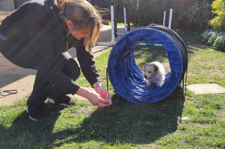 Illustration de l'article : Le long chemin d'une chienne errante et terrifiée pour réapprendre à faire confiance aux humains