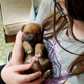 Illustration de l'article : Une femme donne une chance à des chiots jugés "inadoptables" en raison d'une maladie neurologique grave