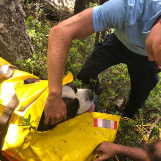 Illustration de l'article : Une unité de gendarmerie se mobilise pour secourir un Saint-Bernard victime d'une chute de 10 mètres en montagne