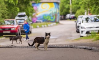 Illustration de l'article : Une habitante découvre un chat enfermé dans une voiture garée sous le soleil. Inquiète, elle provoque une enquête hors du commun !