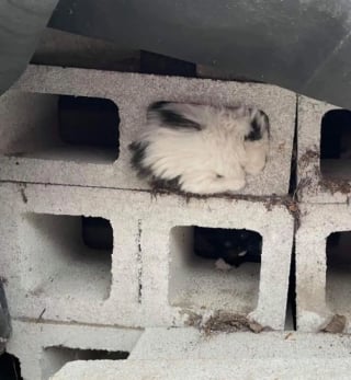 Illustration de l'article : Un chaton effrayé et gravement blessé retrouvé caché dans un bloc de parpaing