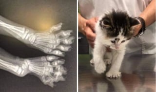 Illustration de l'article : Un chaton effrayé et gravement blessé retrouvé caché dans un bloc de parpaing