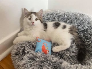 Illustration de l'article : Un chaton effrayé et gravement blessé retrouvé caché dans un bloc de parpaing