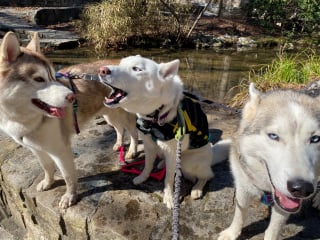 Illustration de l'article : 10 Huskies très communicatifs aimant parler à leurs propriétaires