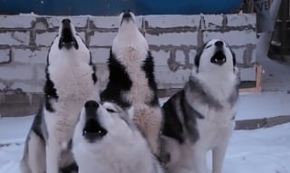 Illustration de l'article : 10 Huskies très communicatifs aimant parler à leurs propriétaires