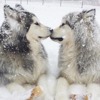 Illustration de l'article : 14 couples de Huskies filant le parfait amour