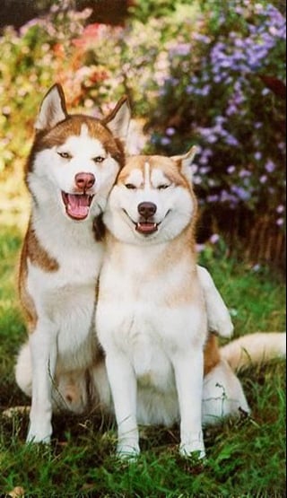 Illustration de l'article : 14 couples de Huskies filant le parfait amour