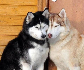 Illustration de l'article : 14 couples de Huskies filant le parfait amour