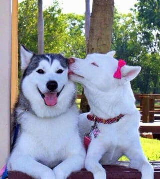 Illustration de l'article : 14 couples de Huskies filant le parfait amour