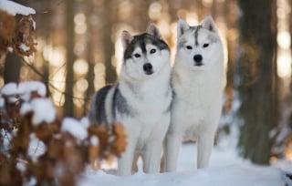 Illustration de l'article : 14 couples de Huskies filant le parfait amour